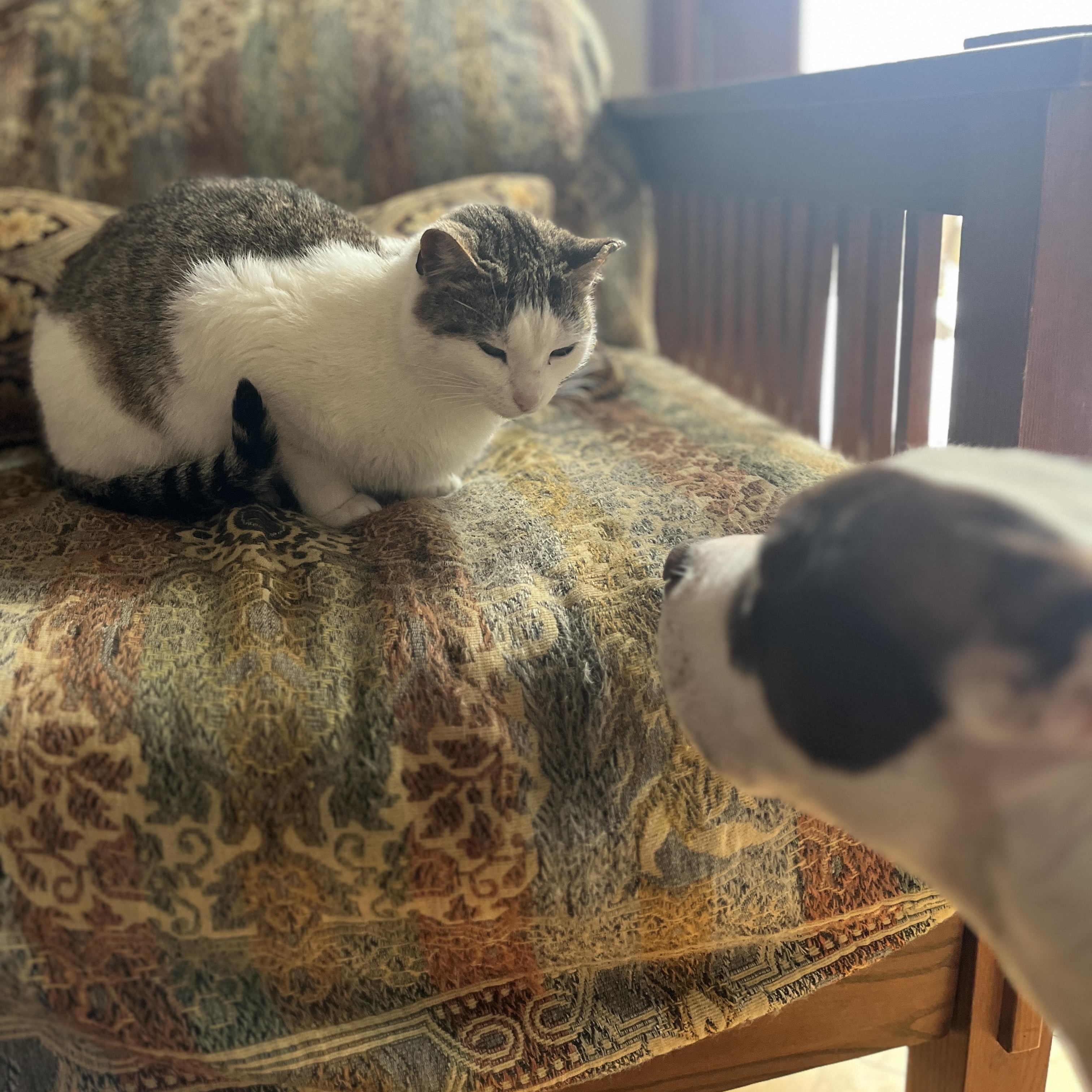 Enlarge Kari Kari (adopt or foster), a ADOPTABLE mixed breed in Hot Springs, NC image 4/5