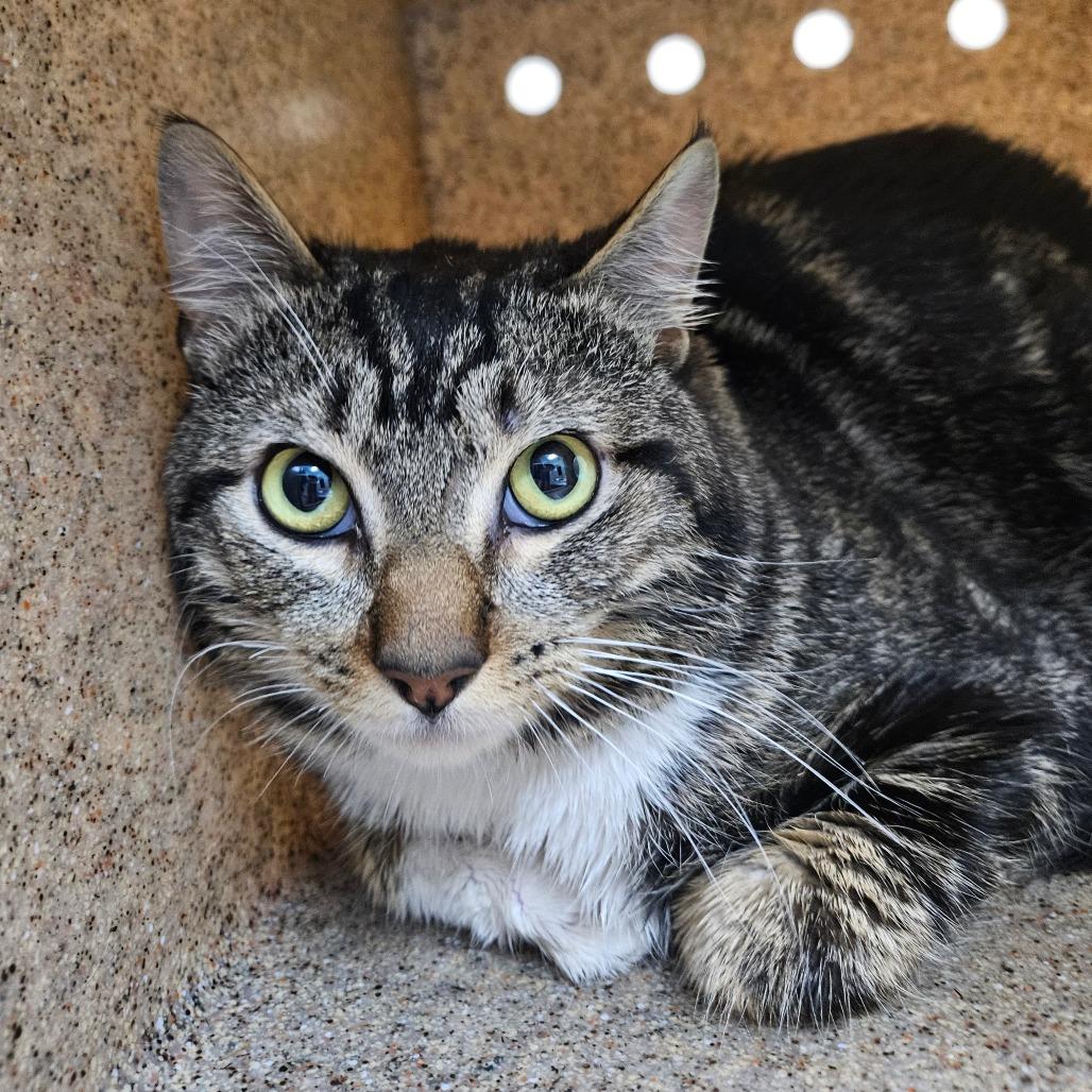 Tommy, Adoptable, Adult Male Domestic Short Hair.