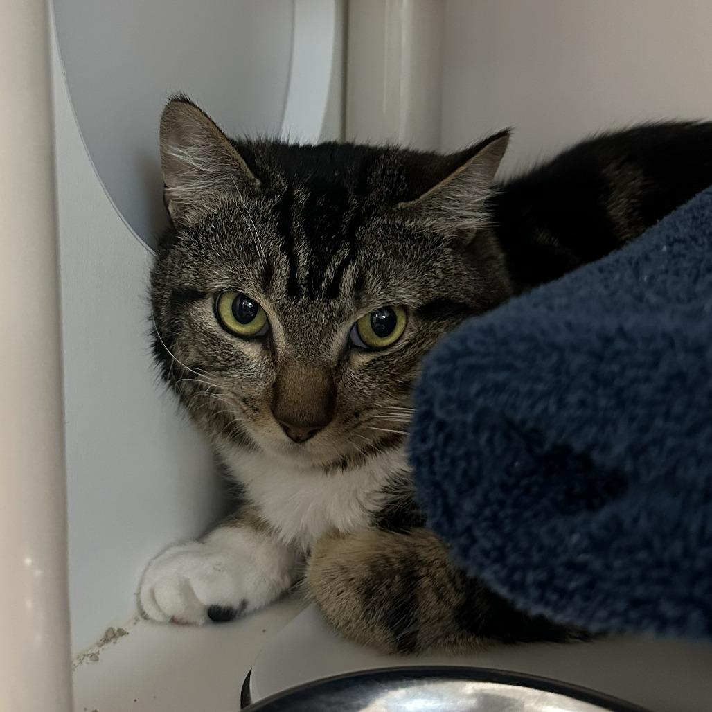 Enlarge Tommy, a Adoptable Domestic Short Hair in Tacoma, WA image 2/2