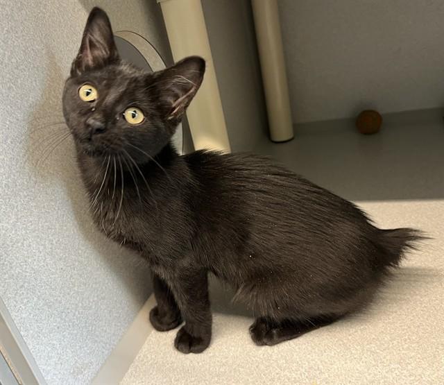 TINA, Adoptable, Kitten Female Domestic Short Hair.