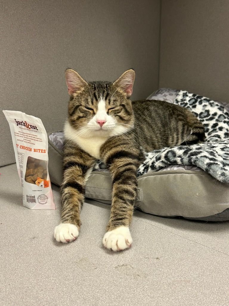 Enlarge Grogu, a Adopted Domestic Short Hair in Fairfax Station, VA image 1/5