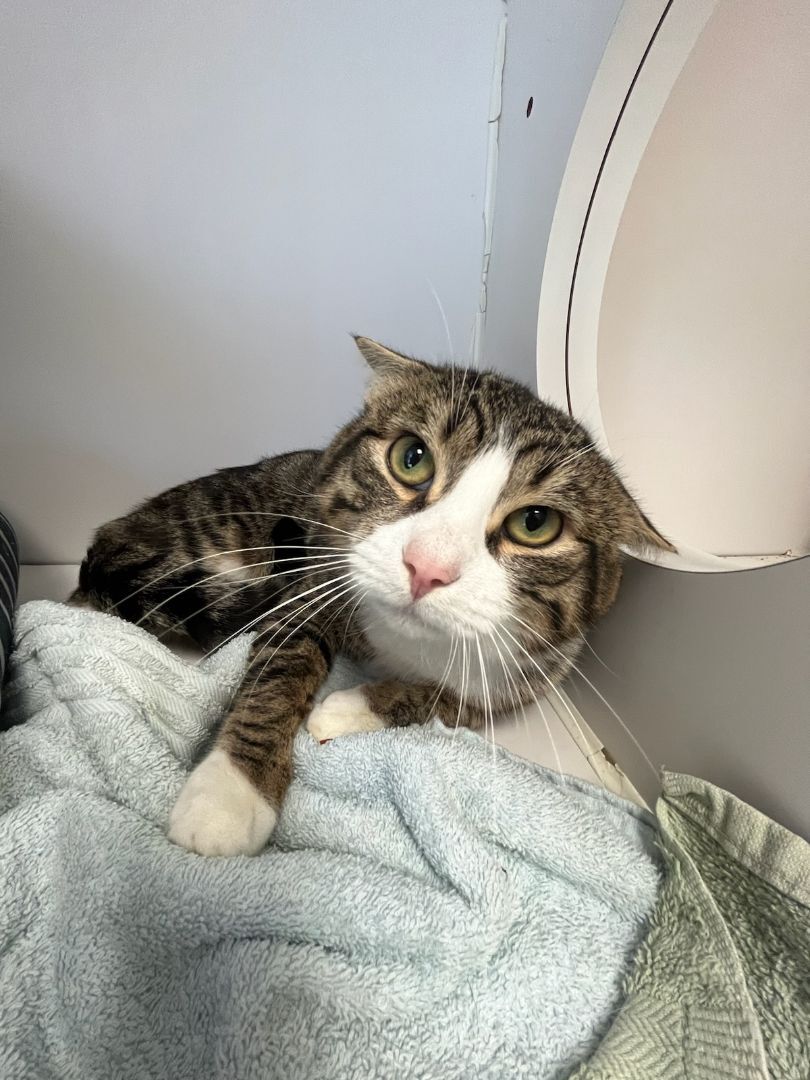 Enlarge Grogu, a Adopted Domestic Short Hair in Fairfax Station, VA image 2/5