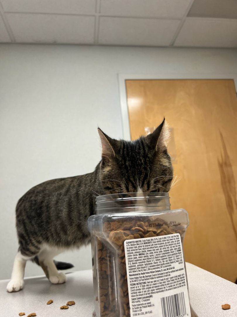 Enlarge Grogu, a Adopted Domestic Short Hair in Fairfax Station, VA image 3/5