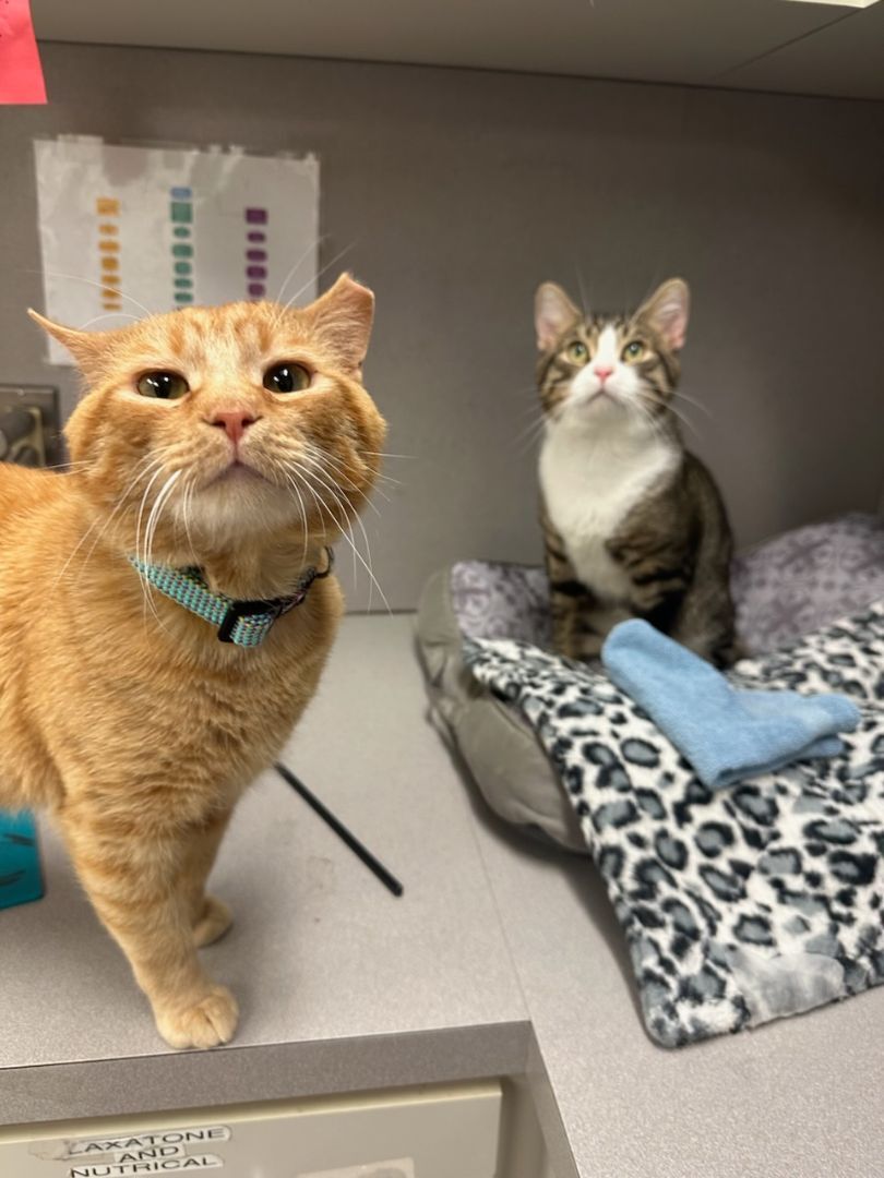 Enlarge Grogu, a Adopted Domestic Short Hair in Fairfax Station, VA image 4/5