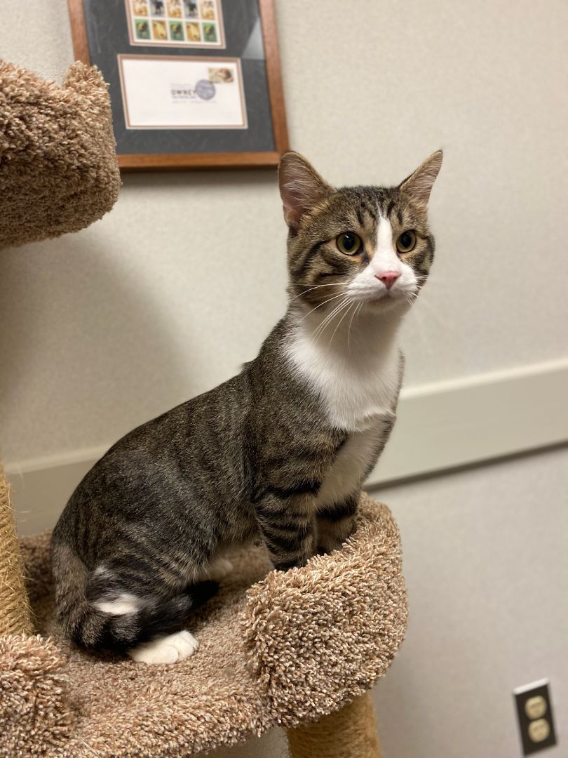 Enlarge Grogu, a Adopted Domestic Short Hair in Fairfax Station, VA image 5/5