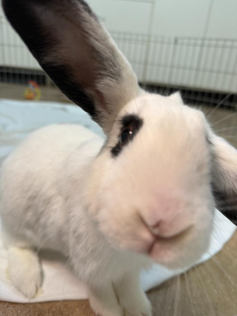 Bodega, Adoptable, Young Female Mini Lop.