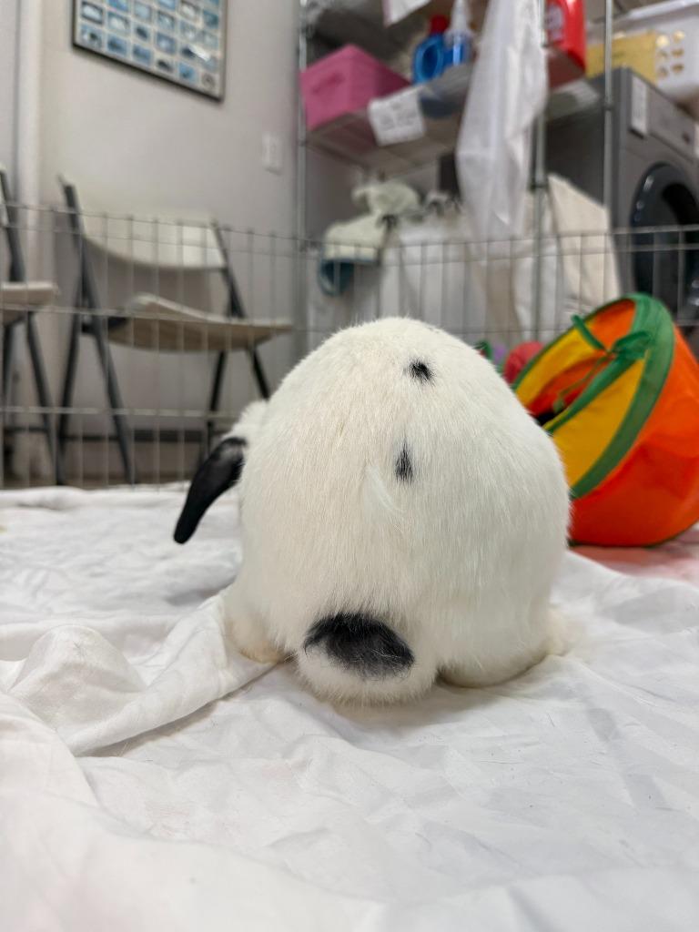 Enlarge Bodega, a Adoptable Mini Lop in Pflugerville, TX image 2/6