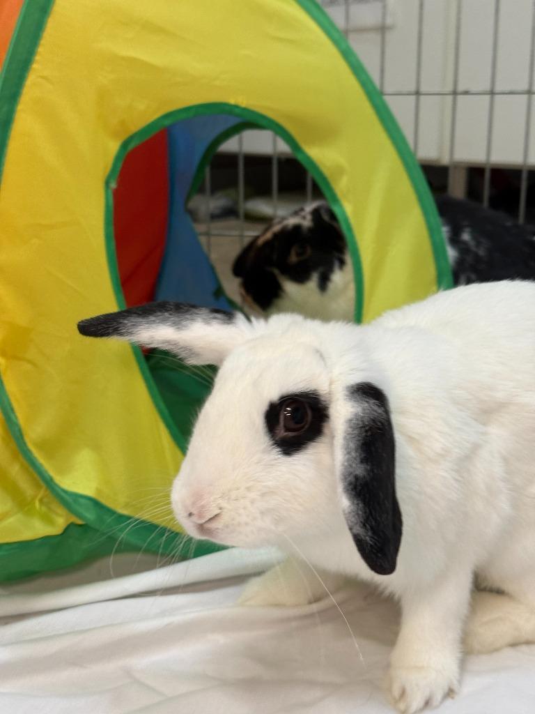 Enlarge Bodega, a Adoptable Mini Lop in Pflugerville, TX image 4/6
