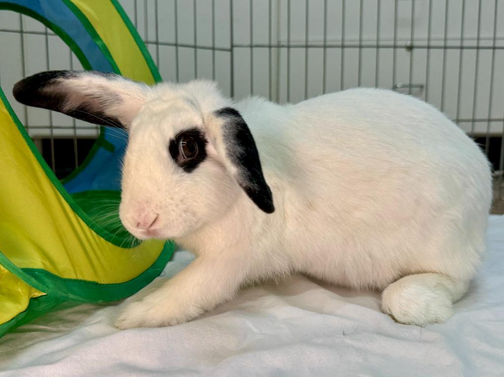 Enlarge Bodega, a Adoptable Mini Lop in Pflugerville, TX image 5/6
