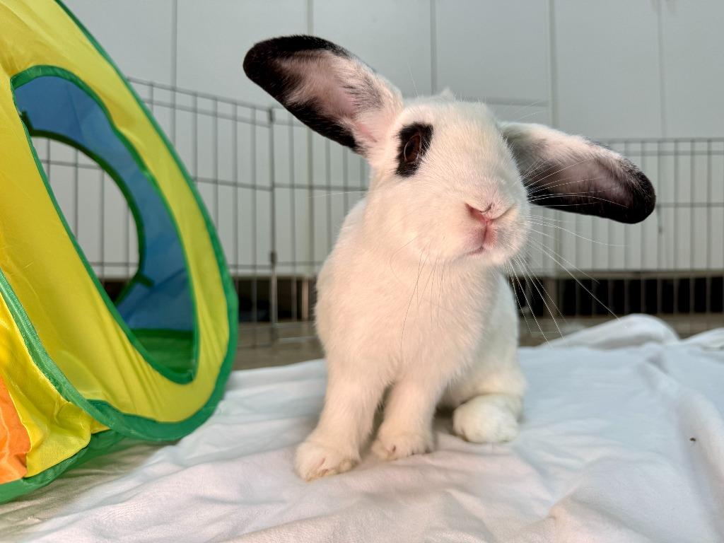 Enlarge Bodega, a Adoptable Mini Lop in Pflugerville, TX image 6/6