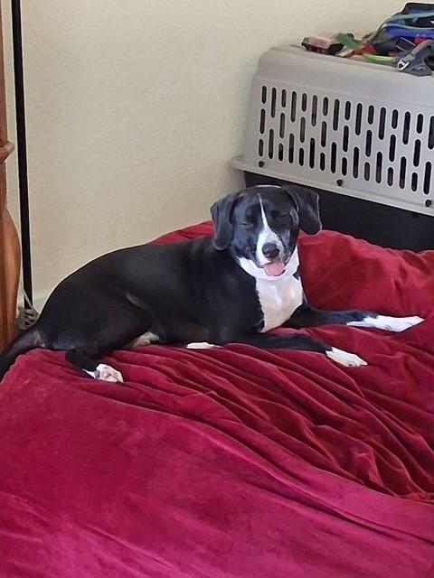 Enlarge Trucker (FKA Yoshi), a Adoptable mixed breed in Orlando, FL image 2/6