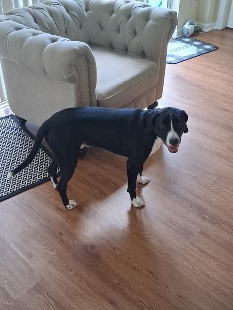Trucker (FKA Yoshi), Adoptable, Puppy Male Retriever & Hound.