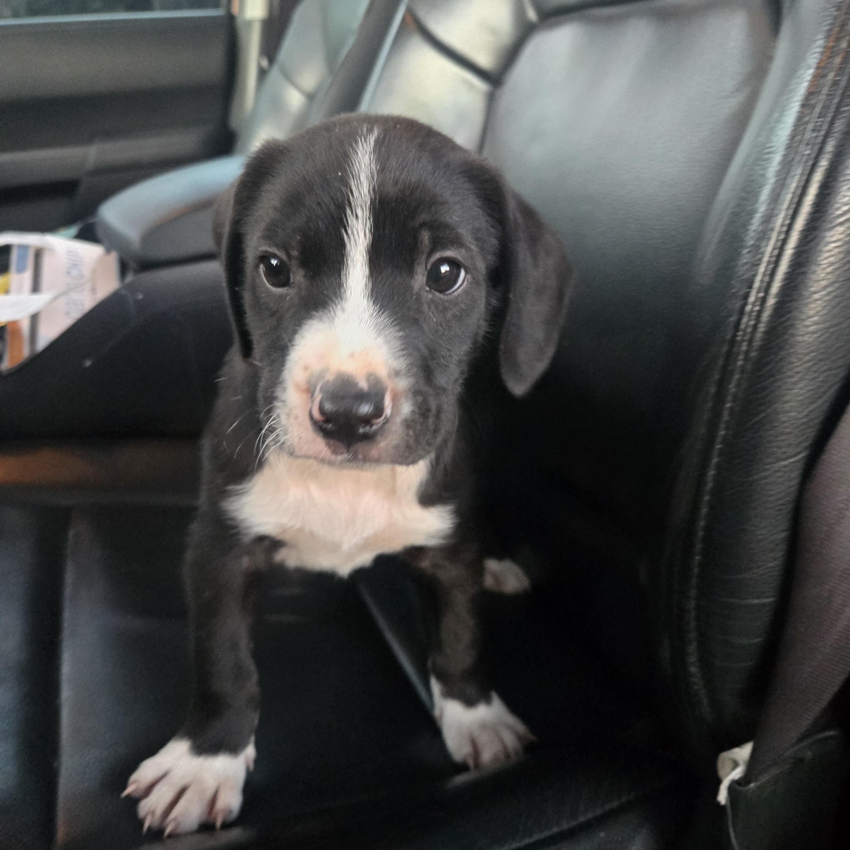 Enlarge Yoshi, an adoptable mixed breed in Orlando, FL image 5/6