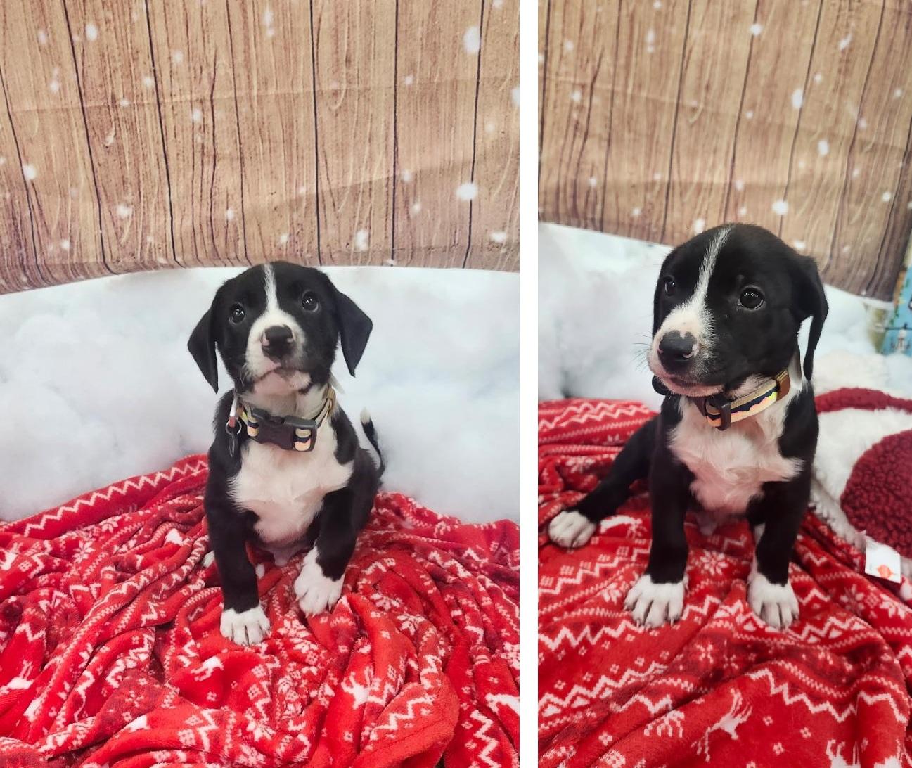 Enlarge Trucker (FKA Yoshi), a Adoptable mixed breed in Orlando, FL image 4/6