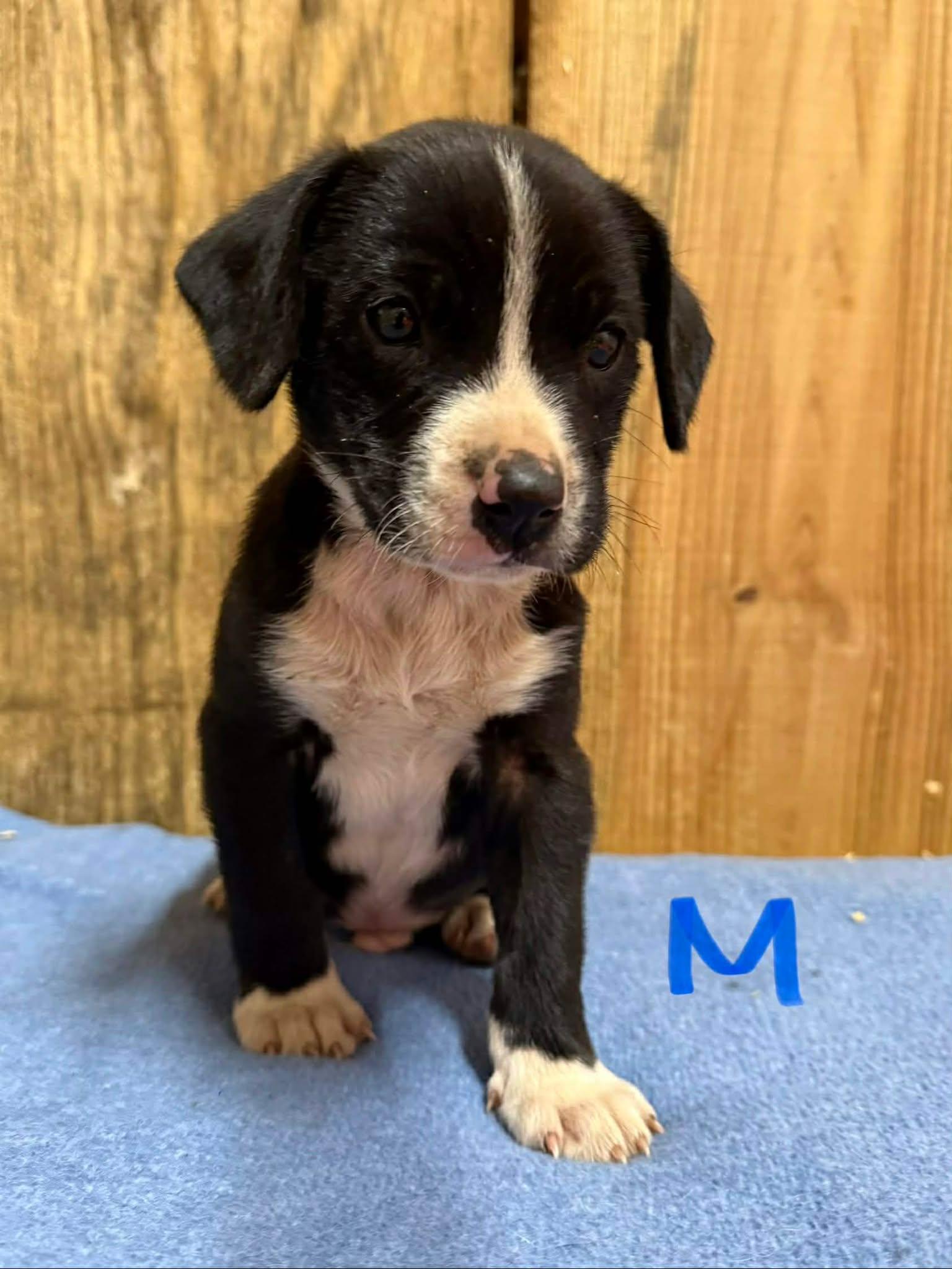 Enlarge Yoshi, an adoptable mixed breed in Orlando, FL image 6/6