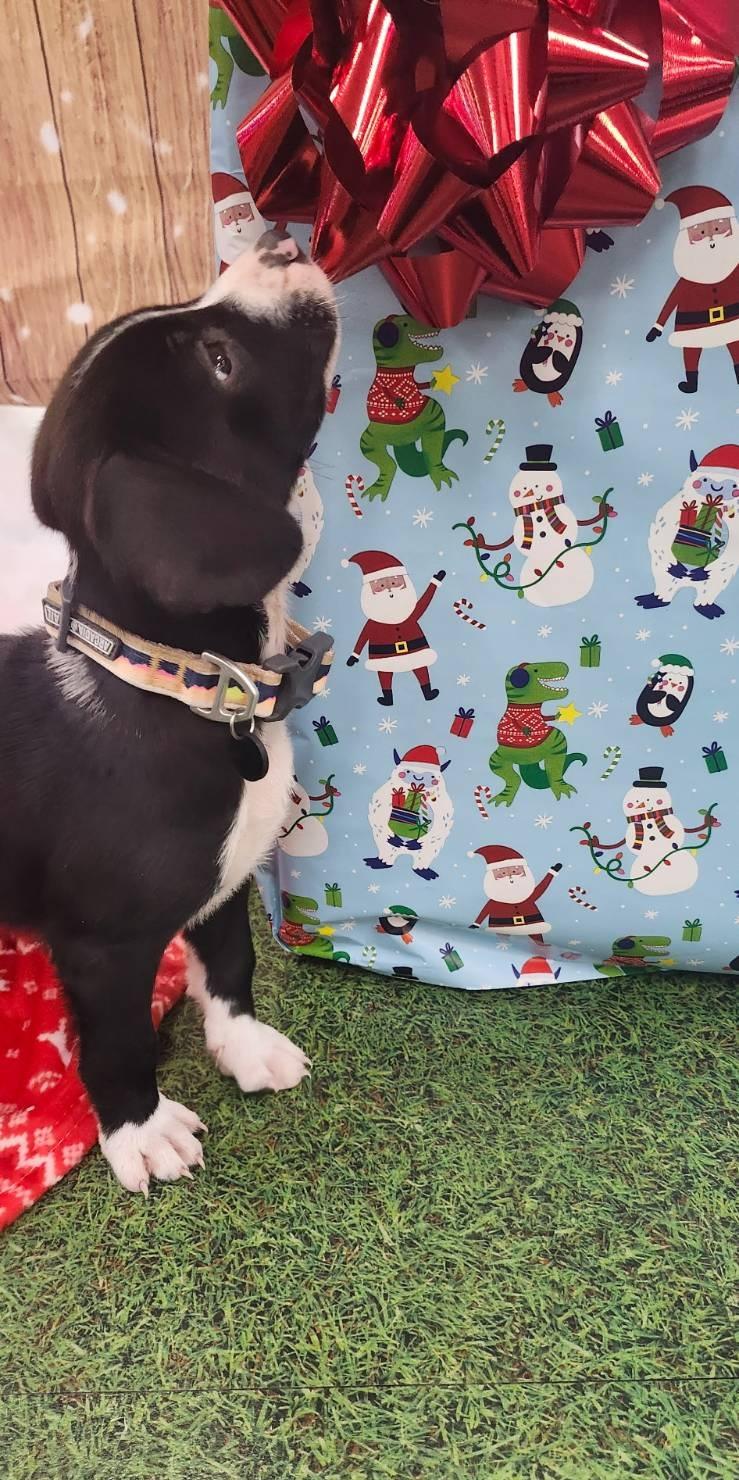 Enlarge Yoshi, an adoptable mixed breed in Orlando, FL image 3/6