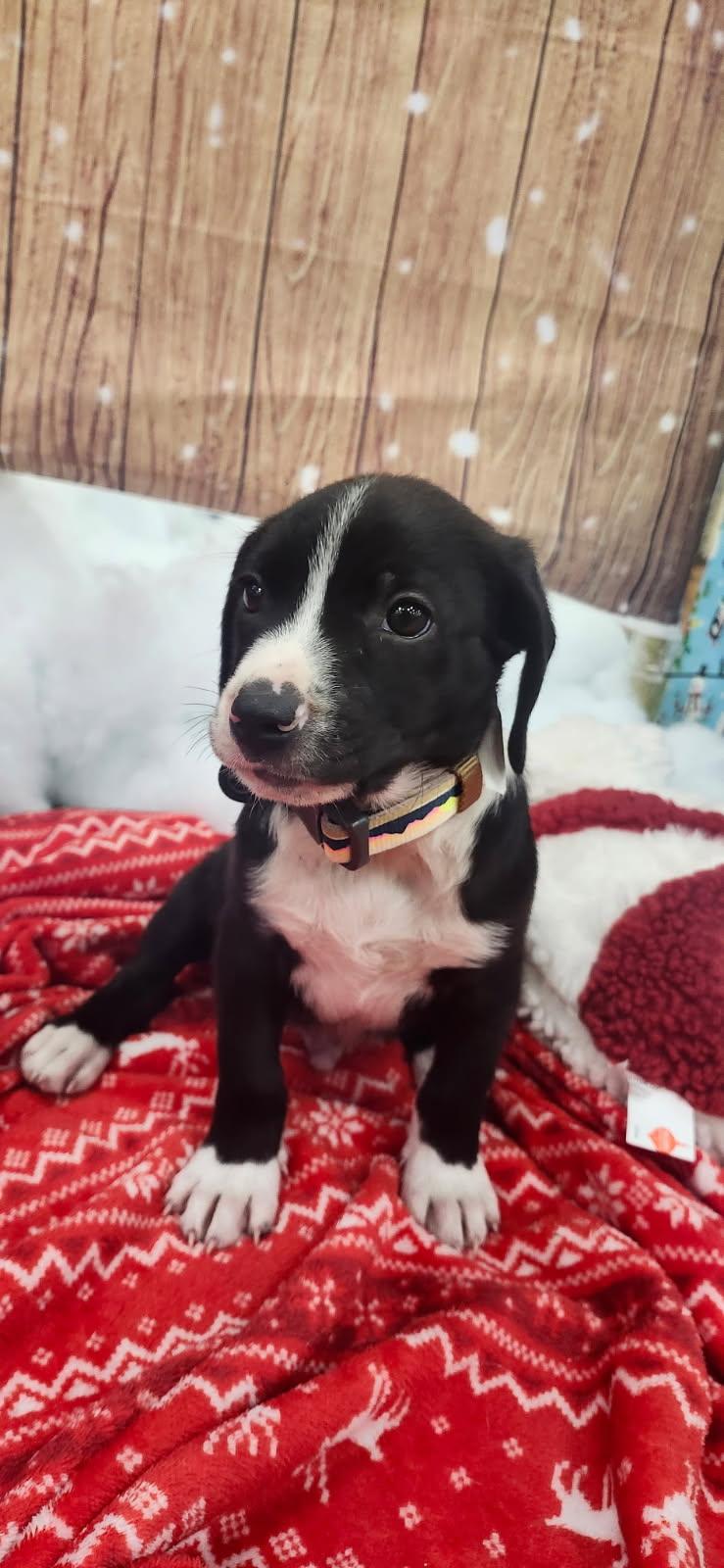 Enlarge Yoshi, an adoptable mixed breed in Orlando, FL image 4/6