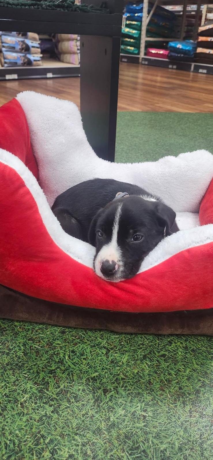 Enlarge Yoshi, an adoptable mixed breed in Orlando, FL image 2/6