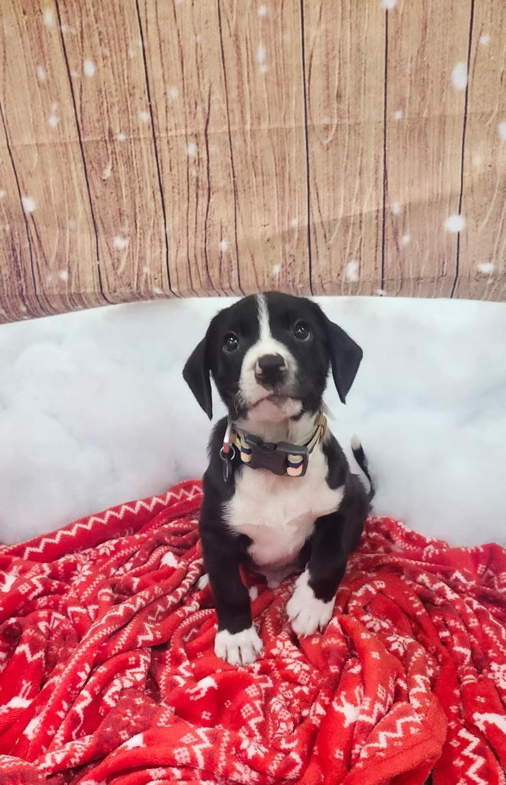 Enlarge Yoshi, an adoptable mixed breed in Orlando, FL image 1/6