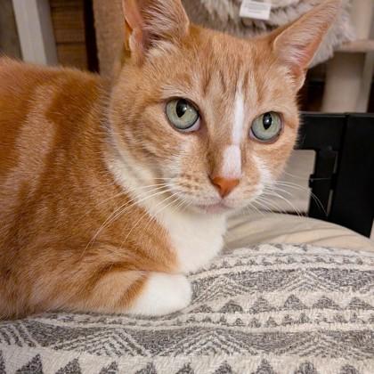 Enlarge Carmelita, a Adoptable mixed breed in Encinitas, CA image 1/3