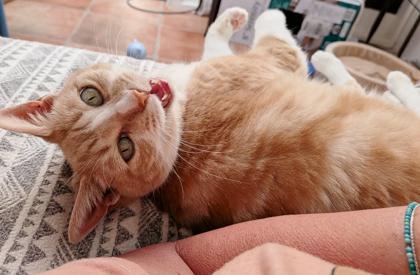 Enlarge Carmelita, a Adoptable mixed breed in Encinitas, CA image 2/3