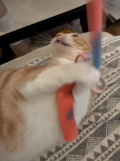 Enlarge Carmelita, a Adoptable mixed breed in Encinitas, CA image 3/3