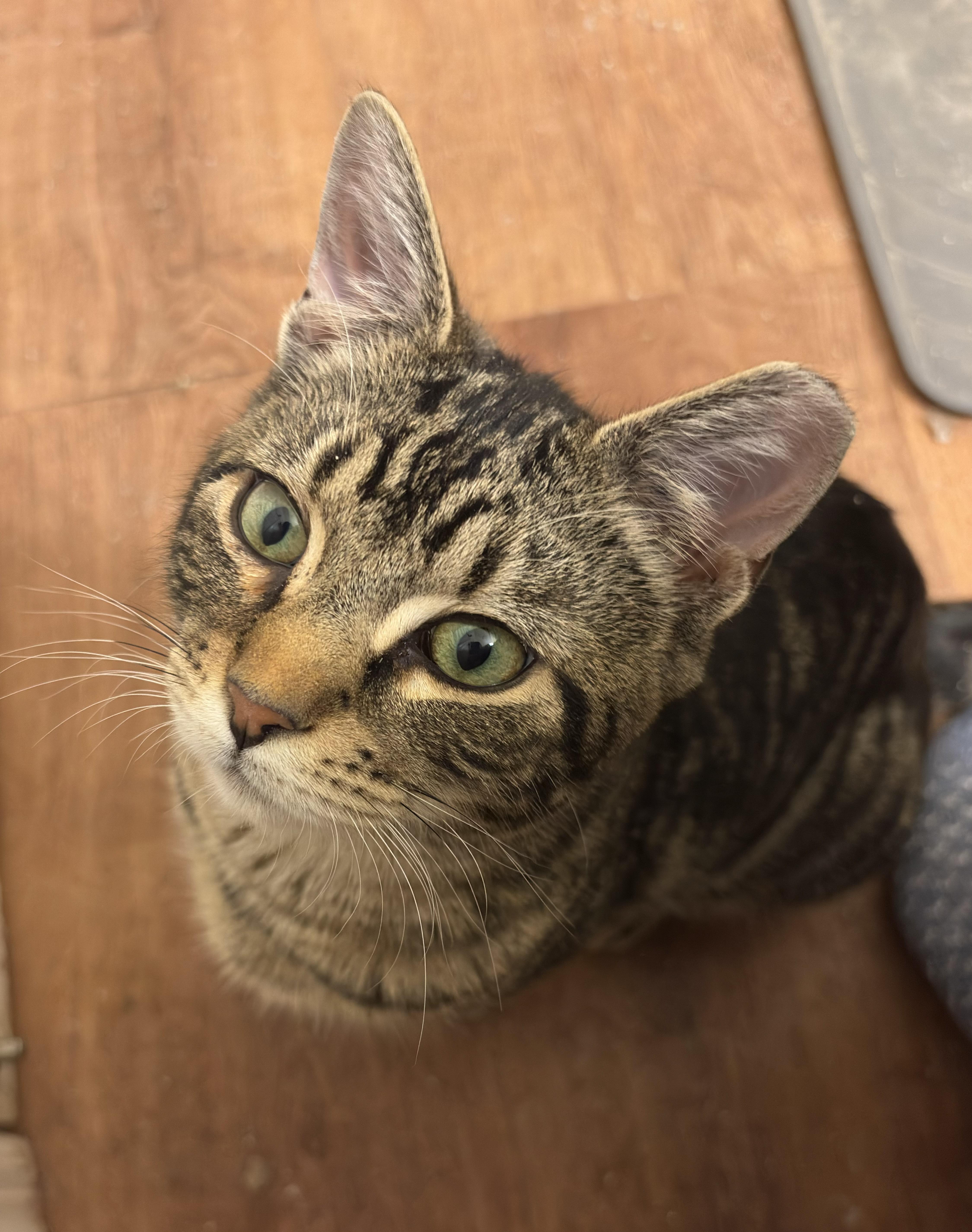 Sebastian, an adopted Domestic Short Hair in Old Bridge, NJ image 3/3