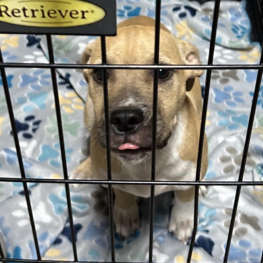 Trece, Adoptable, Puppy Female Mixed Breed.