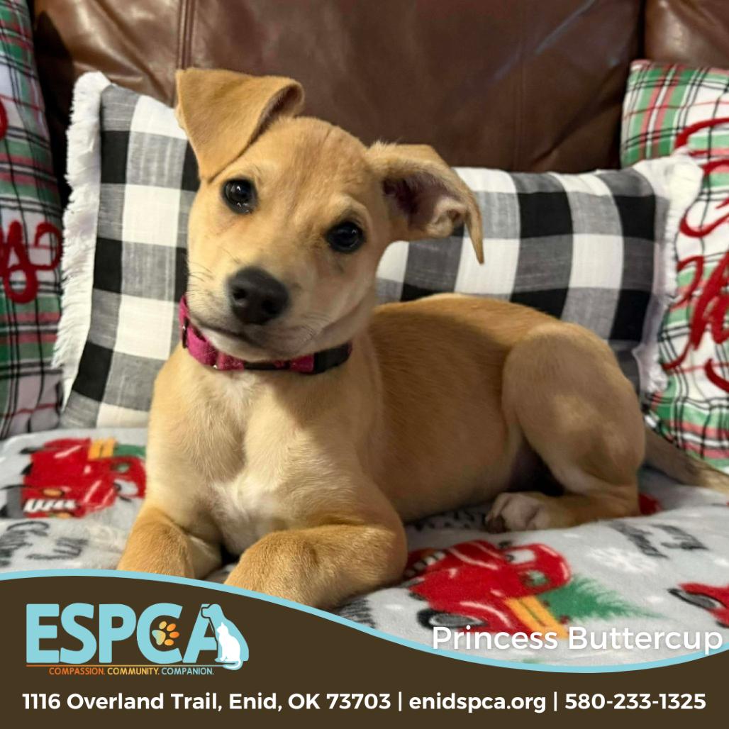 Princess Buttercup, Adoptable, Puppy Female Yellow Labrador Retriever.