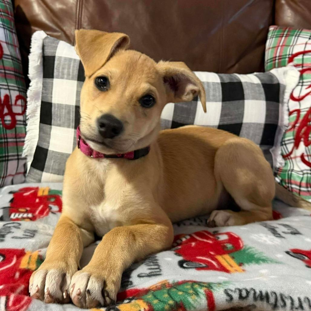 Enlarge Princess Buttercup, a Adoptable Yellow Labrador Retriever in Enid, OK image 2/2