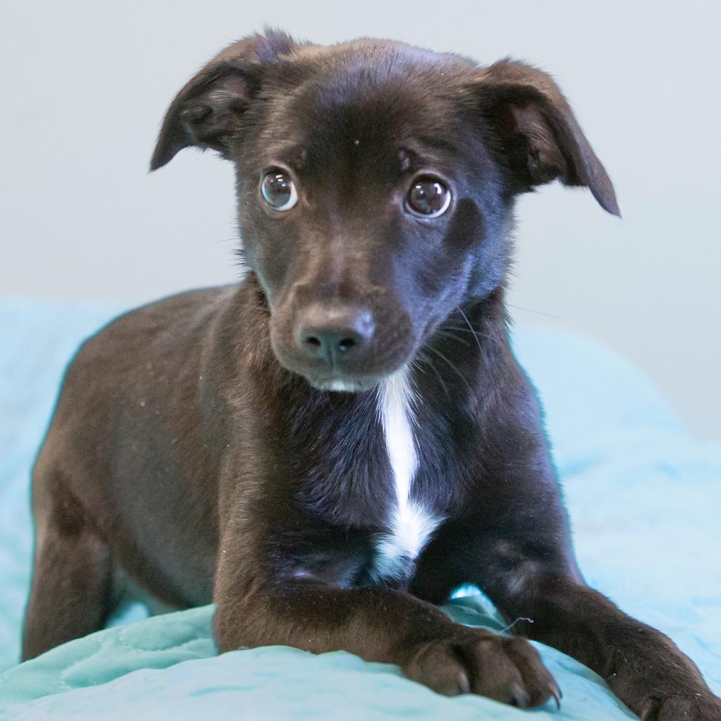 Enlarge Cotton, a Adoptable Mixed Breed in Cartersville, GA image 1/4