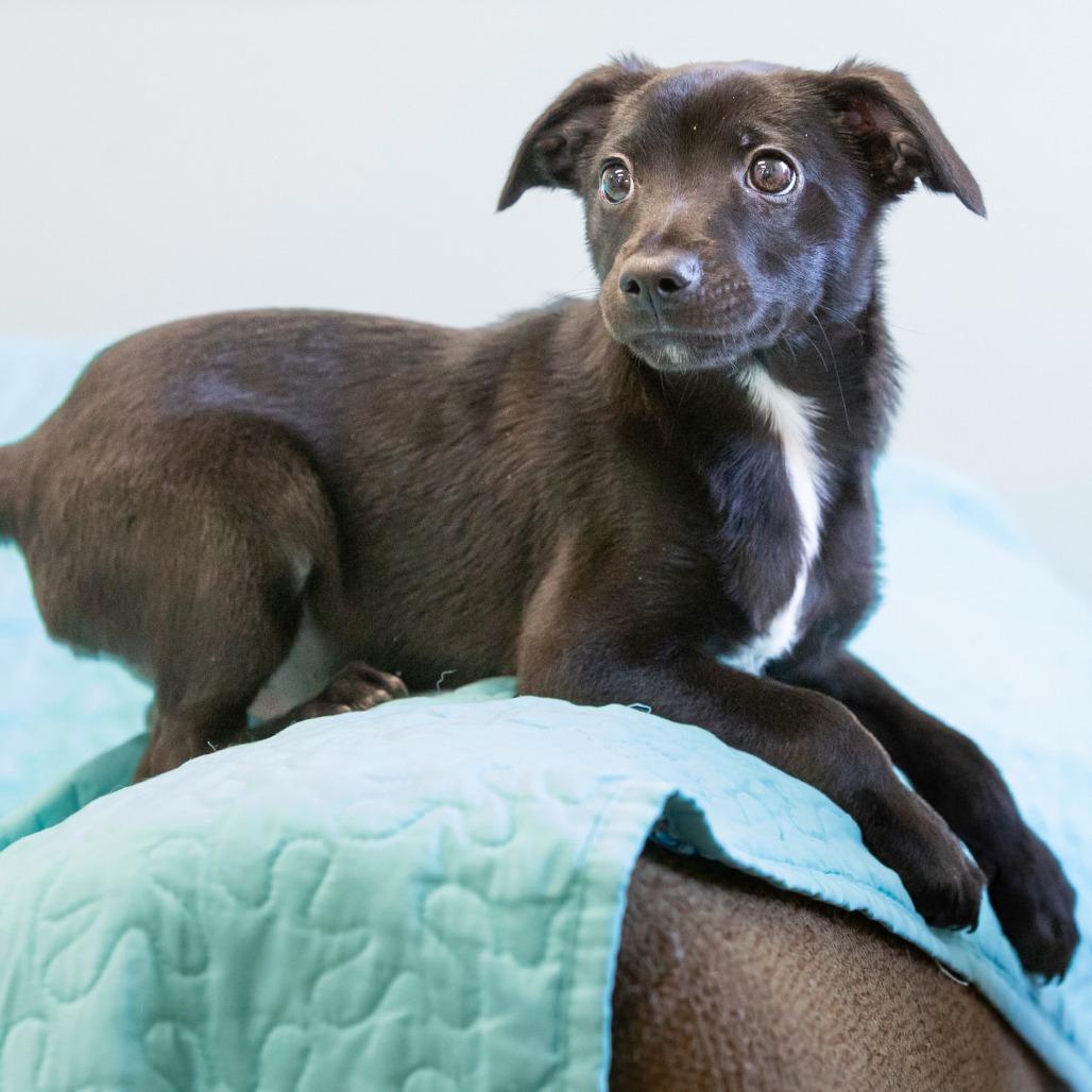 Enlarge Cotton, a Adoptable Mixed Breed in Cartersville, GA image 2/4