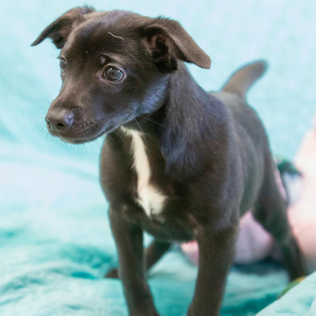 Enlarge Cotton, a Adoptable Mixed Breed in Cartersville, GA image 3/4