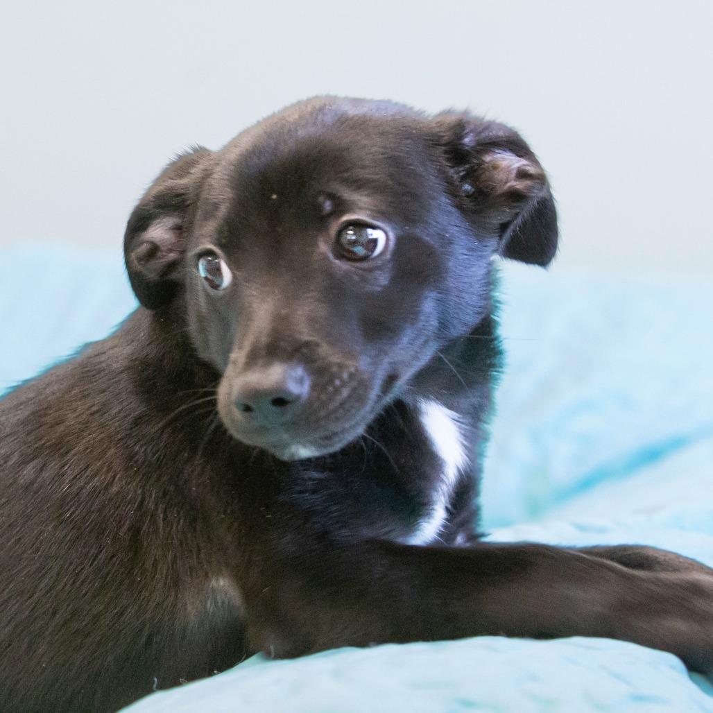 Enlarge Cotton, a Adoptable Mixed Breed in Cartersville, GA image 4/4