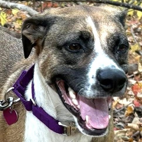 Eddie (Titan), Adoptable, Adult Male Boxer.