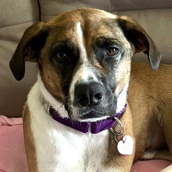 Eddie (Titan), a Adoptable mixed breed in Avon, IN image 4/4