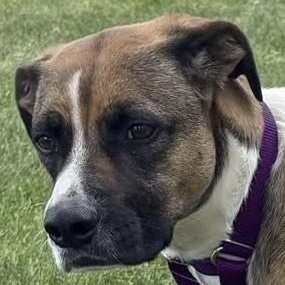 Eddie (Titan), a Adoptable mixed breed in Avon, IN image 3/4