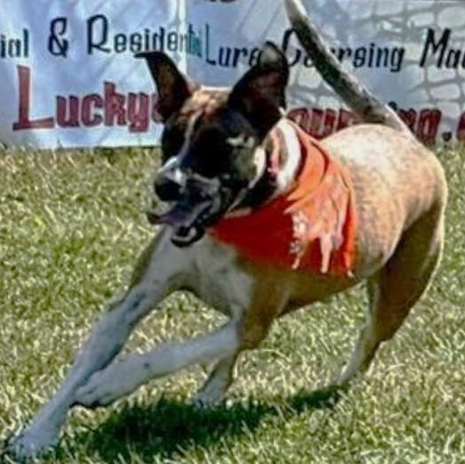 Eddie (Titan), a Adoptable mixed breed in Avon, IN image 2/4