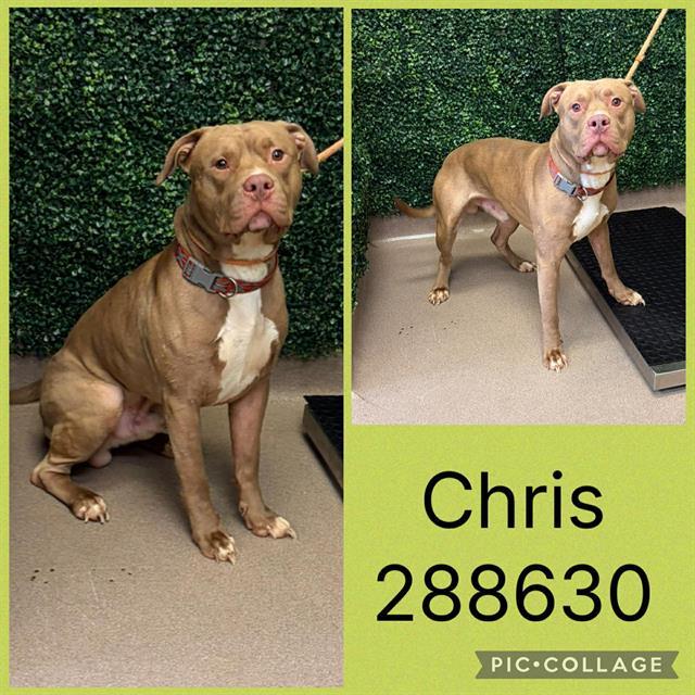 CHRIS, Adoptable, Young Male American Bulldog & Mixed Breed.