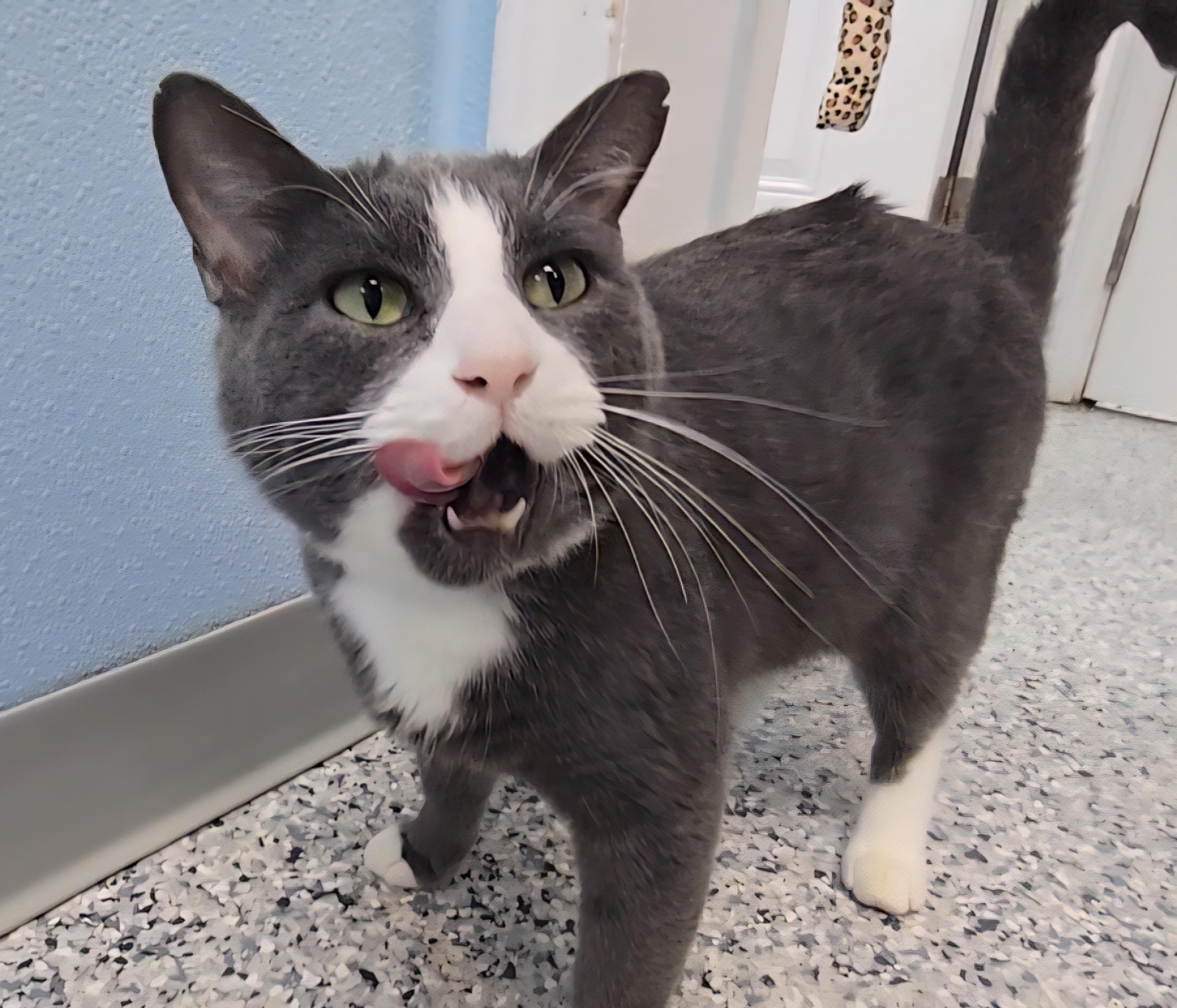 Pluto, Adoptable, Adult Male Domestic Short Hair.