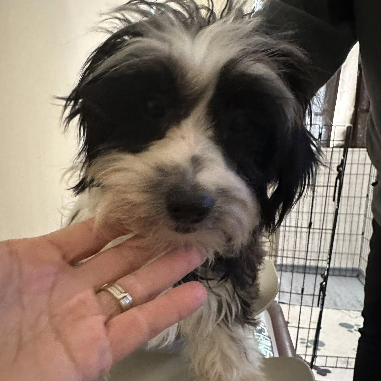 Alexi, Adoptable, Puppy Female Shih poo & Australian Shepherd.