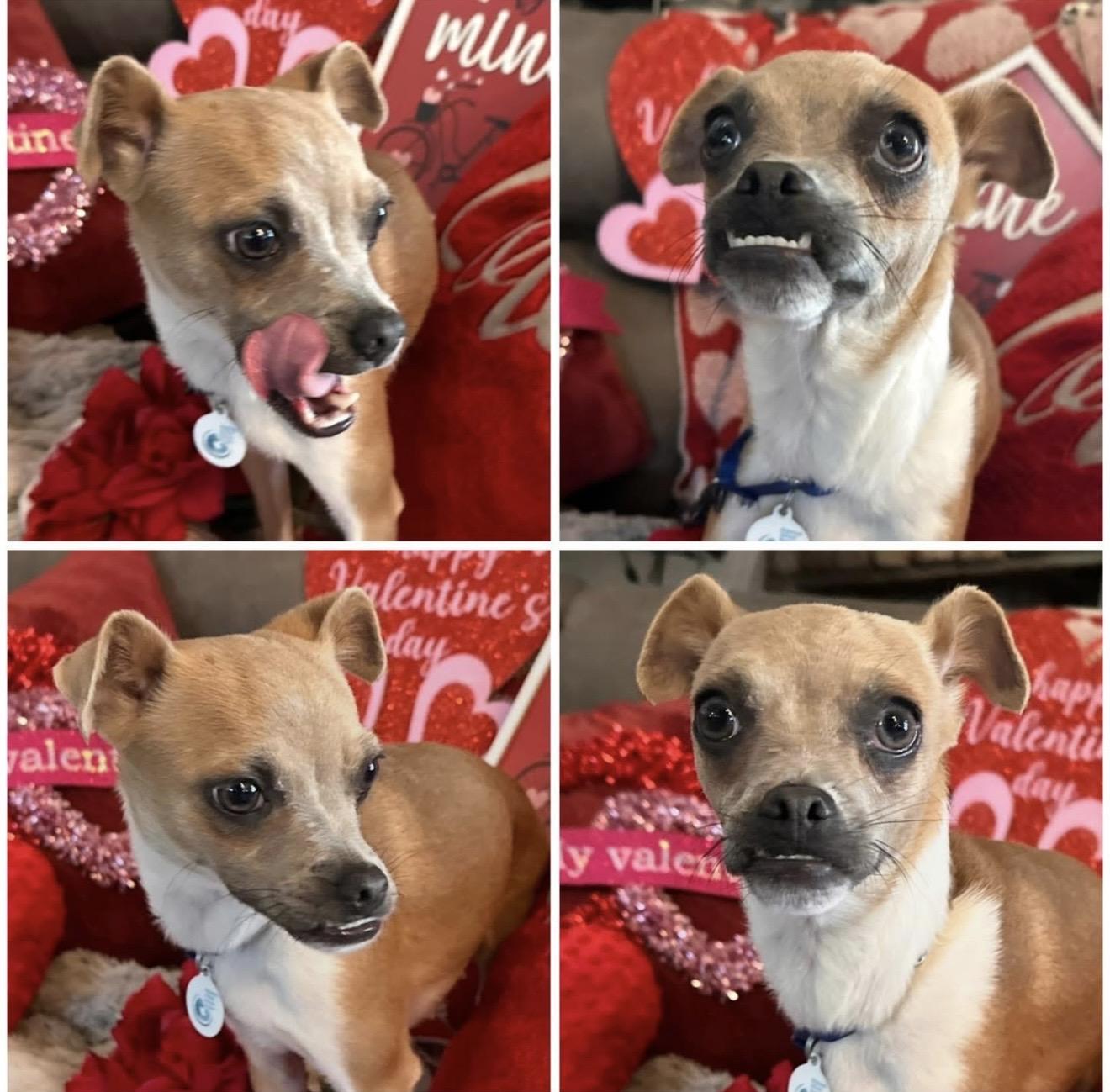 Ubi (Oo-bee), a ADOPTABLE mixed breed in Santa Rosa, CA image 2/2