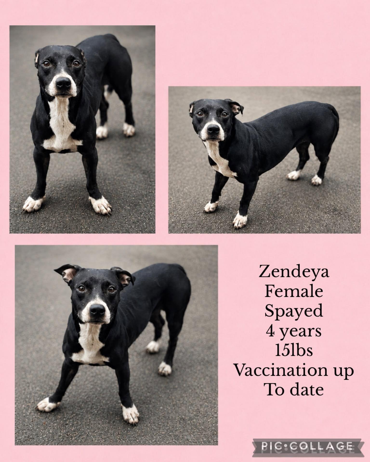 Zendeya, Adoptable, Adult Female Boston Terrier & Chihuahua.