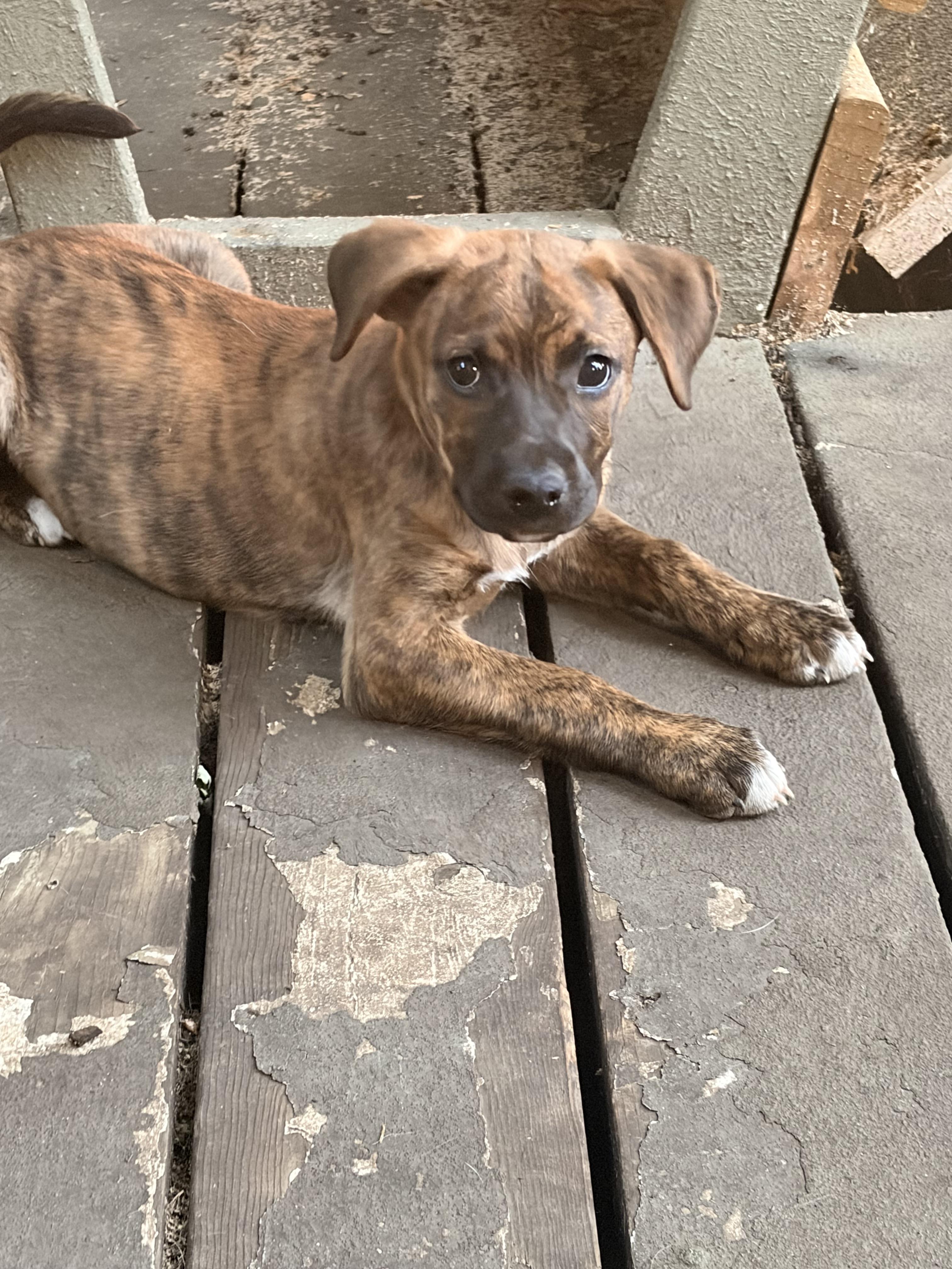 Coral, an adopted Mixed Breed in Byron, IL image 6/6
