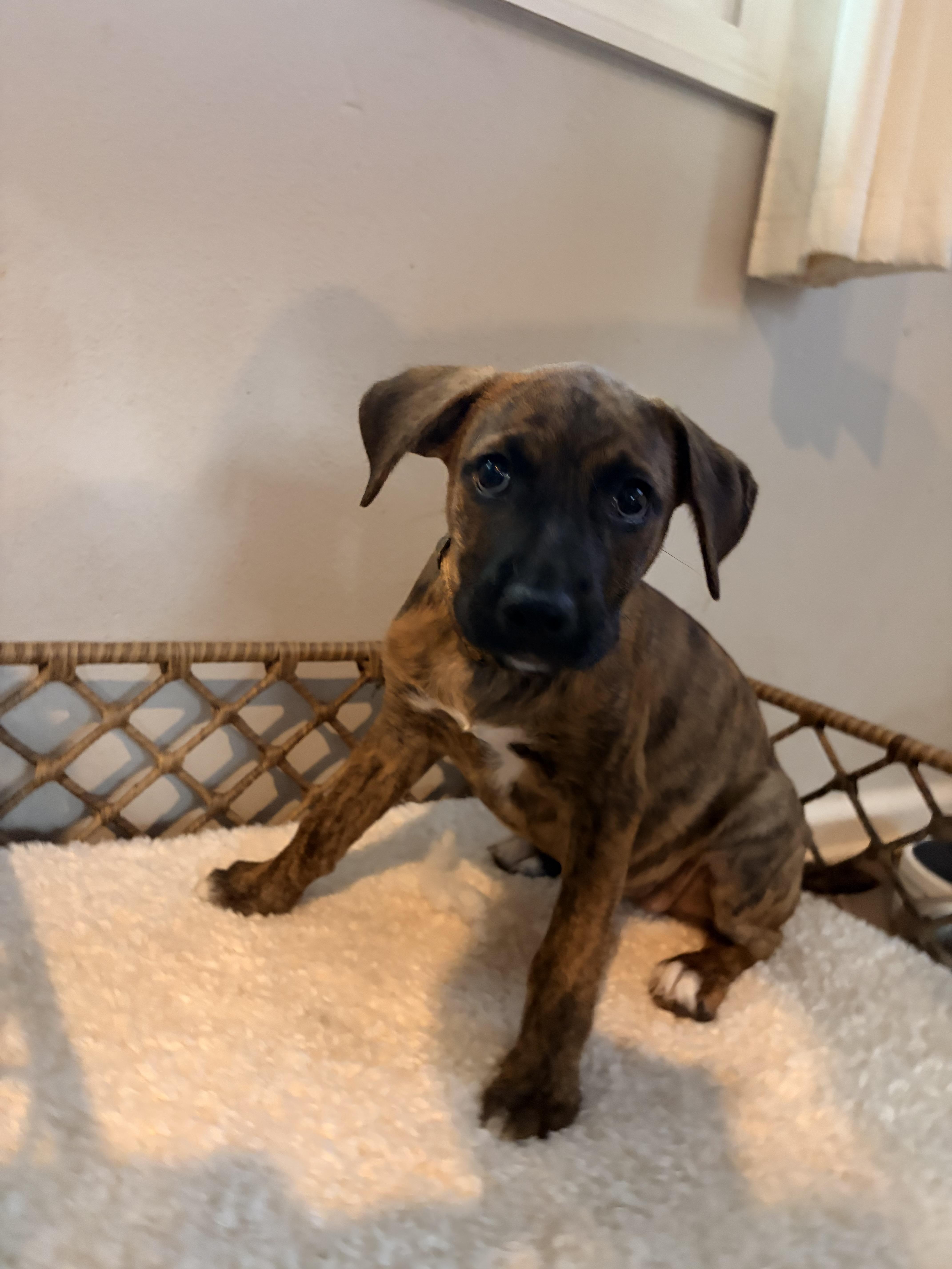 Coral, an adopted Mixed Breed in Byron, IL image 4/6