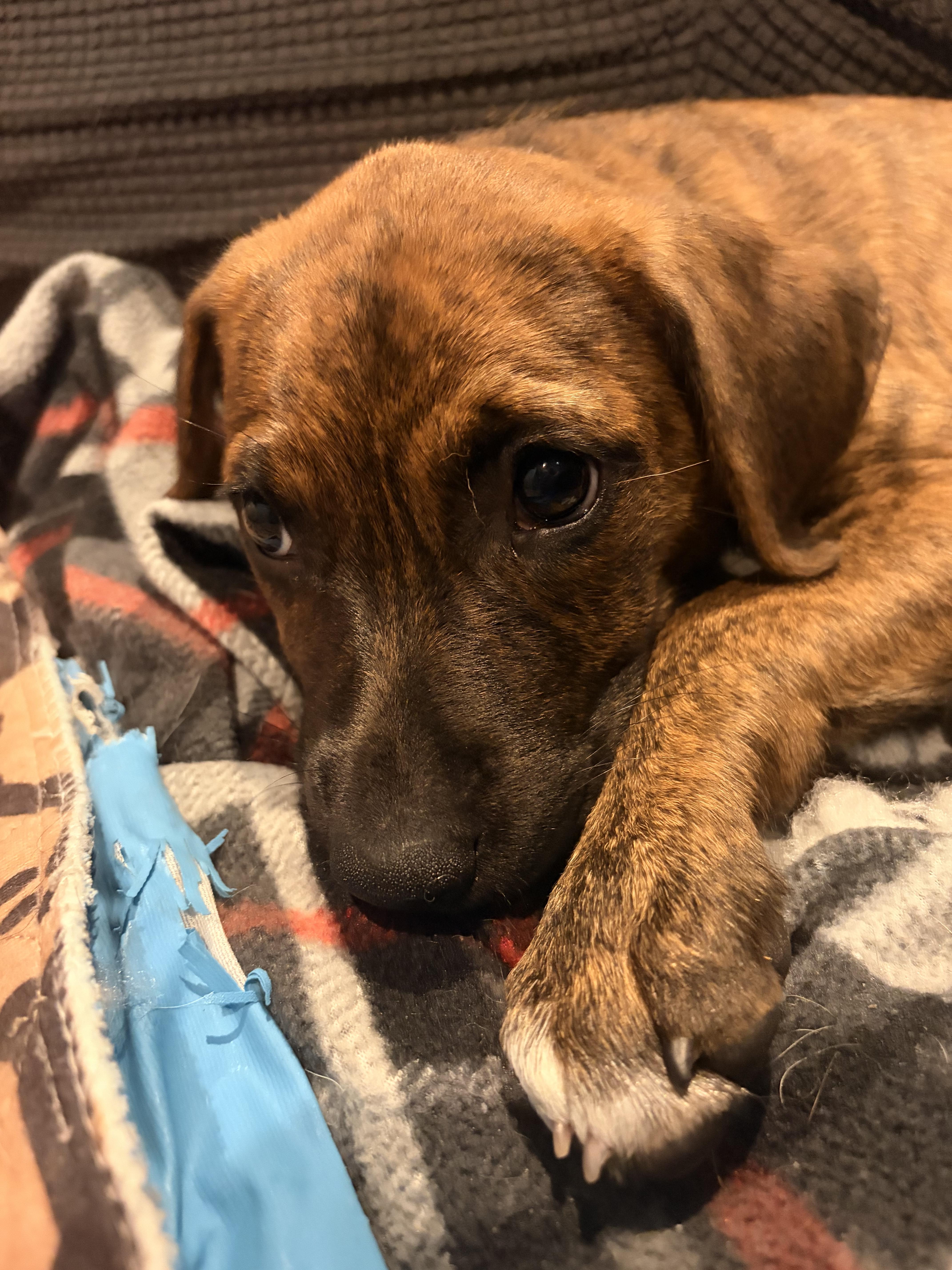 Coral, an adopted Mixed Breed in Byron, IL image 3/6