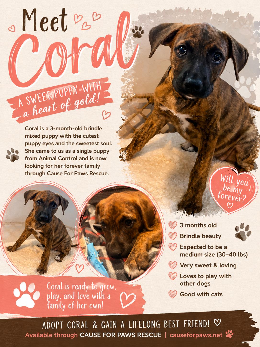 Coral, adopted, Puppy Female Mixed Breed.