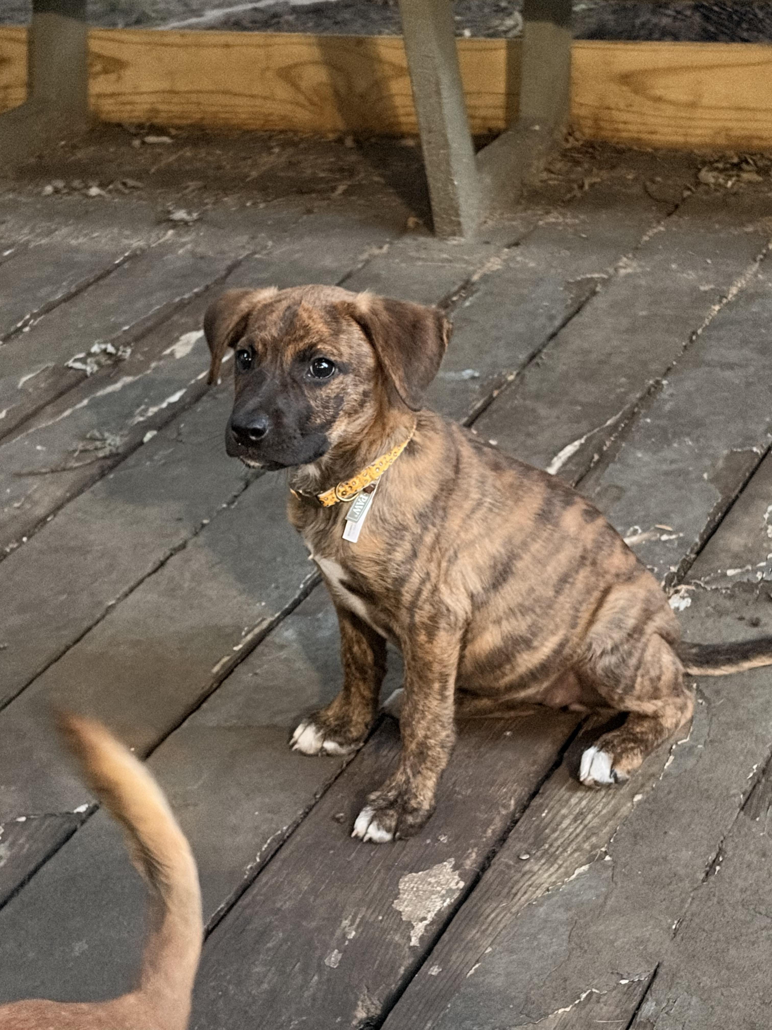 Coral, an adopted Mixed Breed in Byron, IL image 5/6