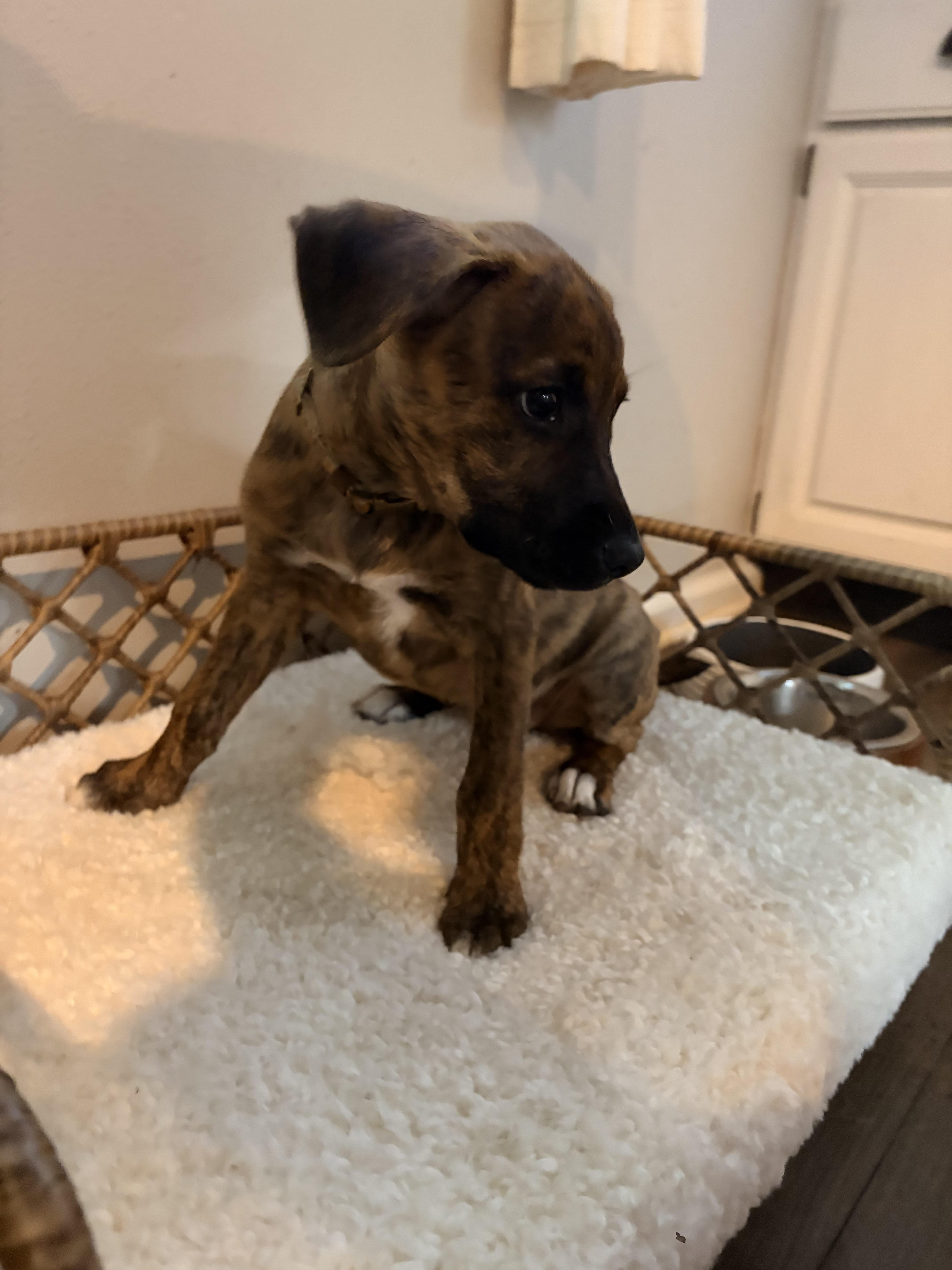 Coral, an adopted Mixed Breed in Byron, IL image 2/6