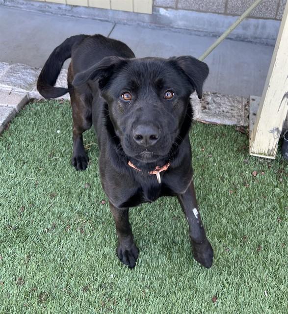 Enlarge Dory, a ADOPTABLE Labrador Retriever in Phoenix, OR image 4/5
